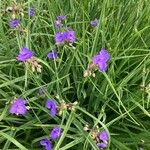 Tradescantia ohiensisKukka