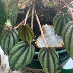 Peperomia albovittata ᱥᱟᱠᱟᱢ