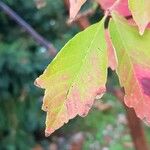 Acer griseum Blatt