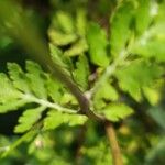 Tanacetum parthenium Leaf