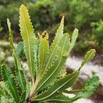 Banksia aemula Ліст