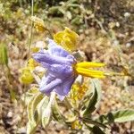Solanum elaeagnifolium Blomma