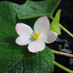 Begonia picta Агульны выгляд