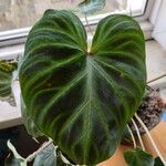 Philodendron verrucosum Blad