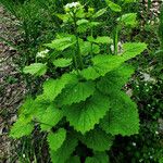 Alliaria petiolata Habitus