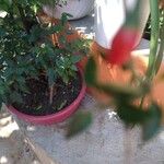 Fuchsia magellanica Owoc