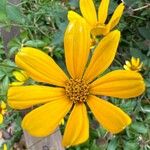 Helianthus divaricatus Flor