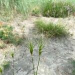 Aegilops neglecta Ffrwyth