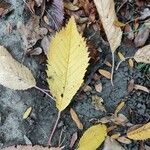 Ulmus americana Blad