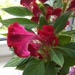 Celosia argenteaFlors