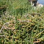 Salicornia perennis Агульны выгляд