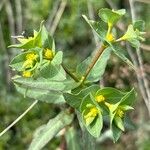 Euphorbia lagascae Blüte