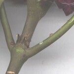 Psychotria guapilensis Bark