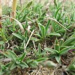 Dianthus gallicus Autre