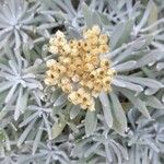 Pseudognaphalium sandwicensium Flor