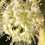 Tetrapanax papyriferFlower