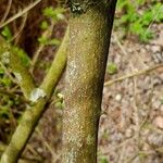 Viburnum lantana Cortiza