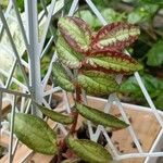 Pellionia repens Leaf