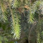 Picea breweriana Leaf