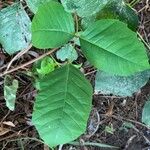 Toxicodendron radicansFolha