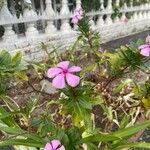 Catharanthus roseusBlüte