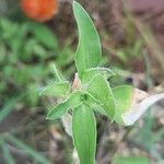 Commelina latifolia Leaf
