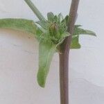 Cichorium intybus Blatt