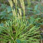 Lycopodium complanatum Flor