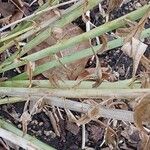 Amsonia tabernaemontana Bark