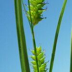 Carex punctata Fruitua