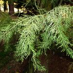 Chamaecyparis lawsoniana Leht