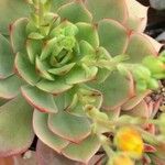 Echeveria derenbergii Foglia