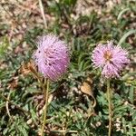 Mimosa pudicaফুল