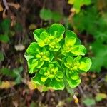 Euphorbia pterococca Leaf