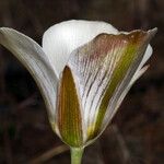 Calochortus bruneaunis Fiore