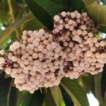 Callicarpa pedunculata Fruit
