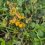 Rhynchosia minima Flower