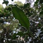 Ilex aquifolium Blad