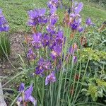 Iris sibirica Агульны выгляд