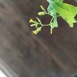 Senecio deltoideus Flower