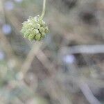 Cephalaria transsylvanica Ffrwyth