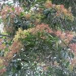 Ocotea insularis Hábito