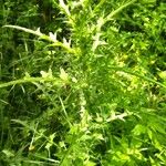 Cirsium palustre Leaf