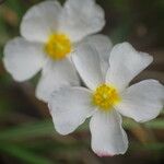 Cistus umbellatus 花