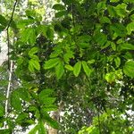 Julbernardia pellegriniana Hoja
