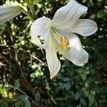 Lilium candidum Flors