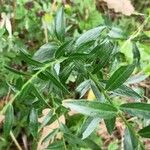 Genista tinctoria List