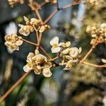 Begonia kuhlmannii Žiedas