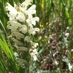 Pedicularis comosa Цветок