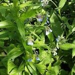 Symphytum caucasicum Hábito